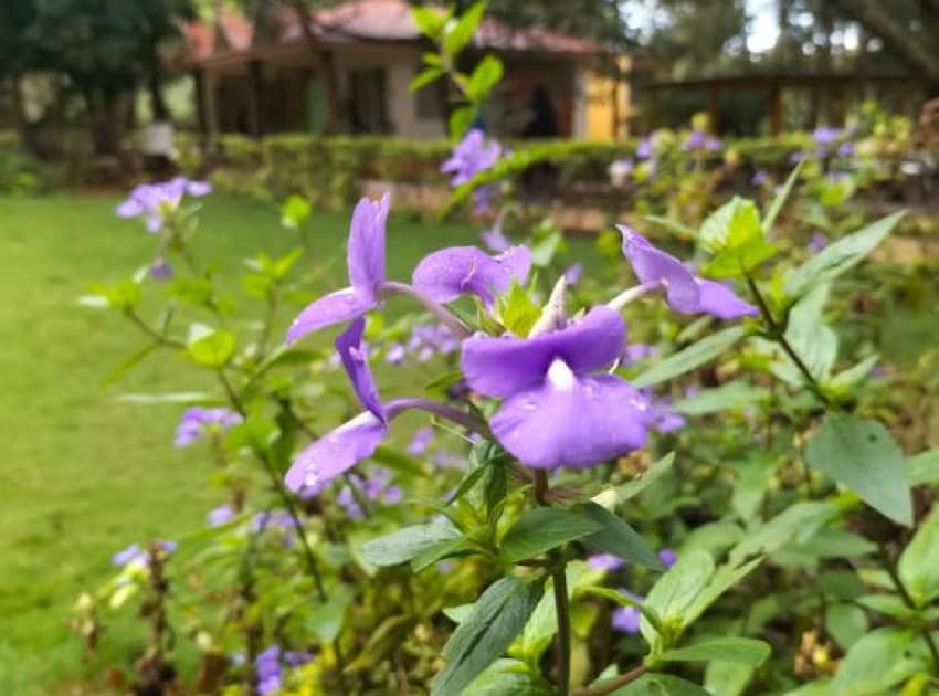 Zeenath Taj Gardens - Image 3