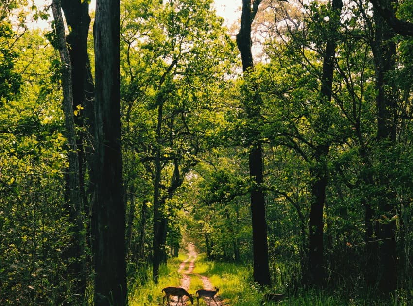 Find Hotels in Bandipur